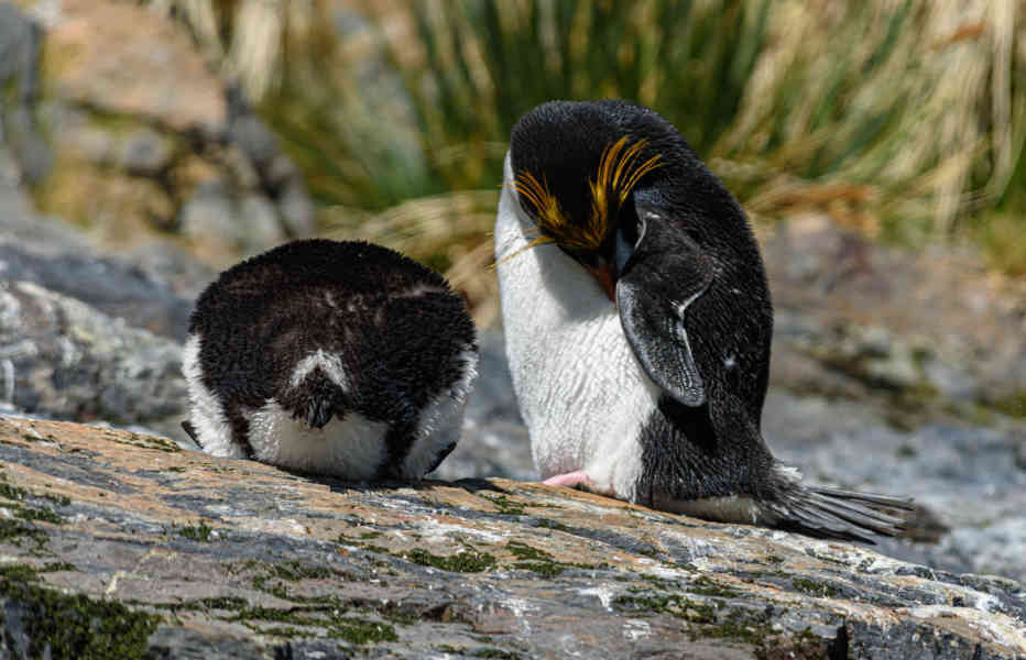 Pingüino Macaroni - islas Georgias del Sur 29.jpg